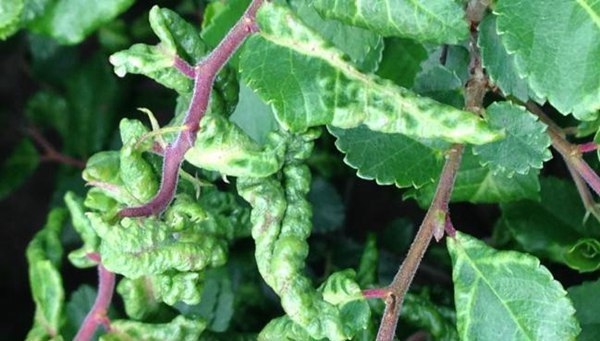 加固部位病蟲害防治方案 行業(yè)新聞 第2張 加固部位病蟲害防治方案 行業(yè)新聞 第2張