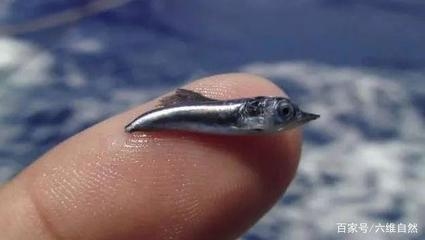 鋼板體積計算的實際應(yīng)用案例，鋼板體積計算，從理論到實際應(yīng)用案例 行業(yè)新聞 第1張