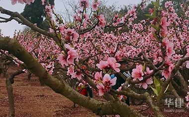 集體土地非農(nóng)建設(shè)的法律后果，集體土地非農(nóng)建設(shè)