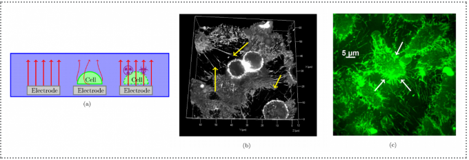 電化學(xué)阻抗譜測(cè)試的應(yīng)用范圍，電化學(xué)阻抗譜測(cè)試應(yīng)用范圍全解析