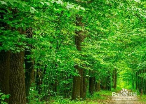 廠房綠化對(duì)環(huán)境的具體益處，廠房綠化對(duì)改善環(huán)境的五大具體益處