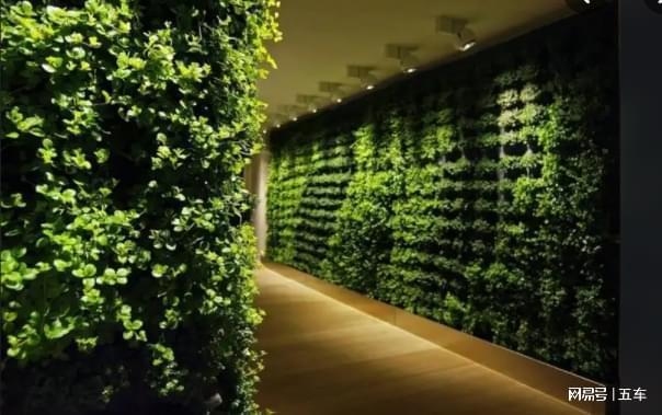 加固后墻體植物影響評估，加固后墻體植物生長影響評估報告