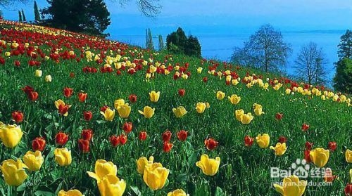 廠房綠化對環(huán)境的具體益處 行業(yè)新聞 第6張