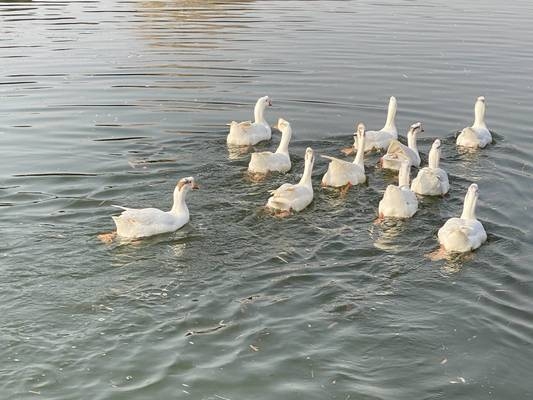 甲級設計院的市場競爭力優(yōu)勢，級設計院在建筑行業(yè)中的市場競爭力分析