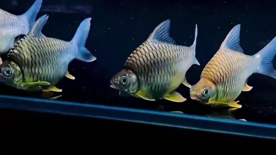 達州龍魚(yú)批發(fā)市場(chǎng)（祥龍魚(yú)場(chǎng)在達州有哪些合作伙伴？）